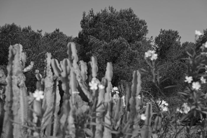 Het Circus van Natuurlijke Schoonheid en Self-Care: Laten We Eerlijk Zijn