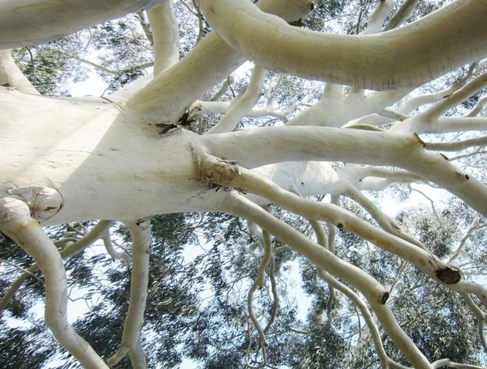 Wat Eucalyptus ons leert over welzijn