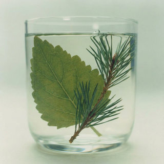 Blaadje patchouli met dennentak in glas water